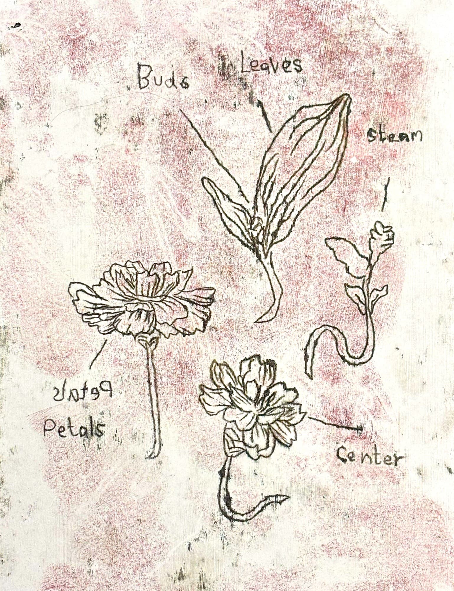 Botanical Print - Zinnia